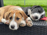 chiots 202604 02