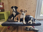 chiots 202604 03