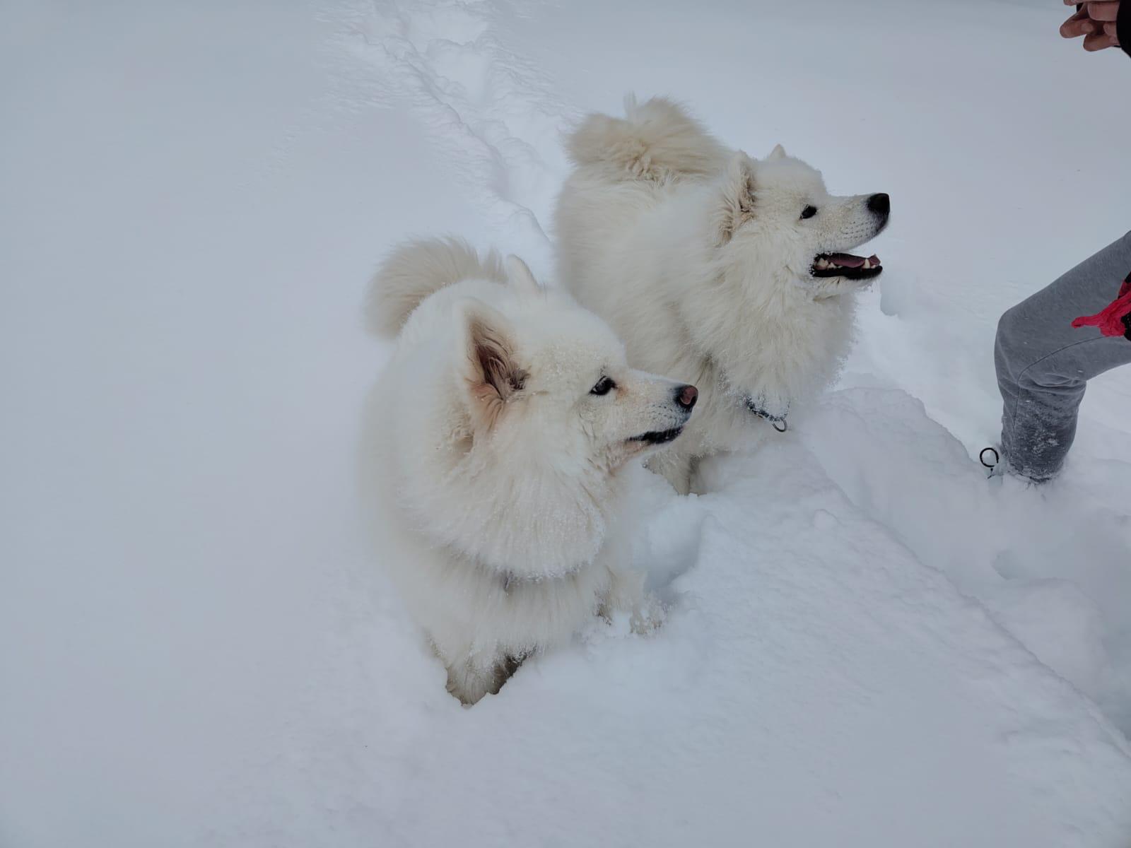 Aiko & Sweety