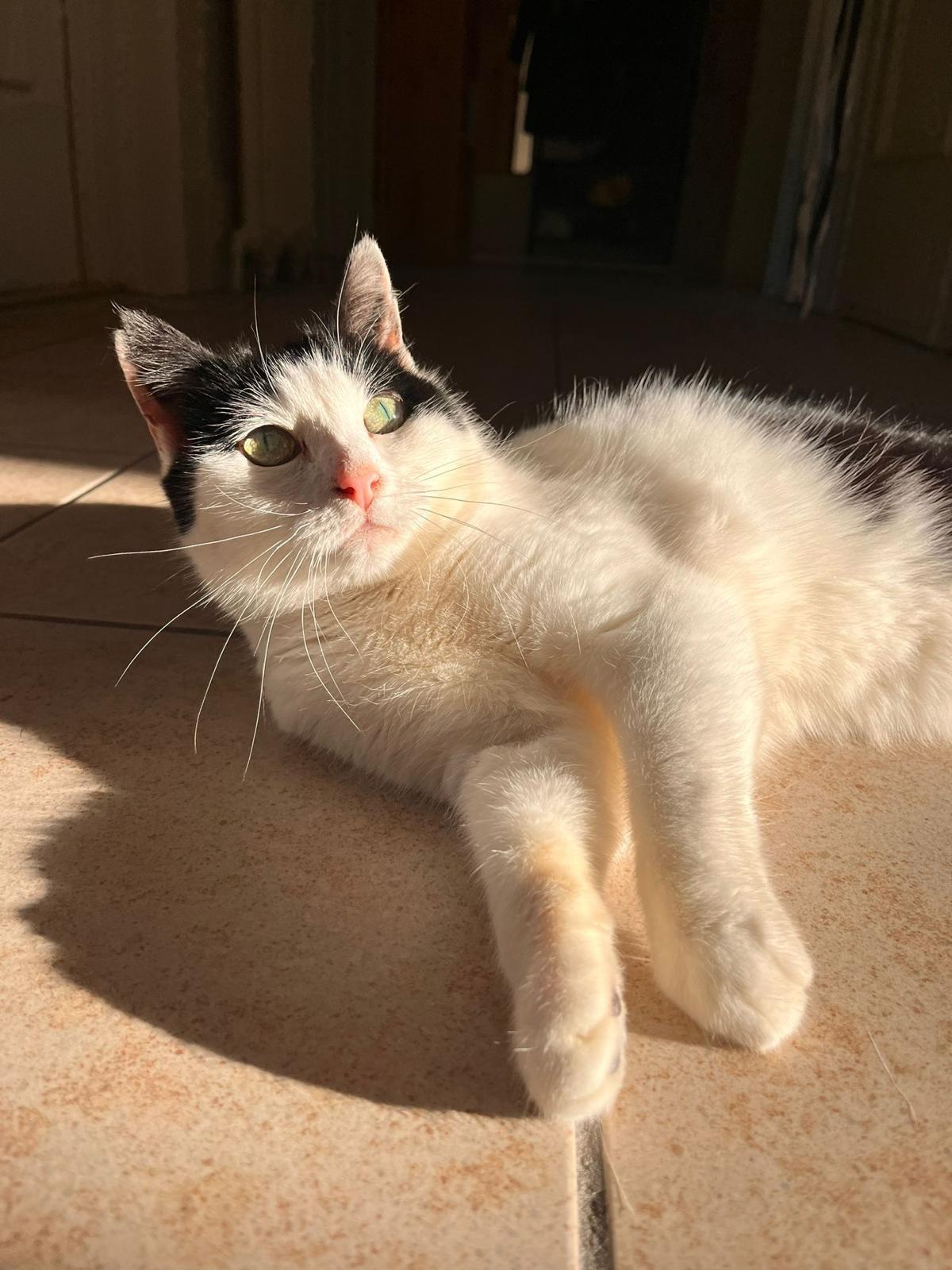 Choupette