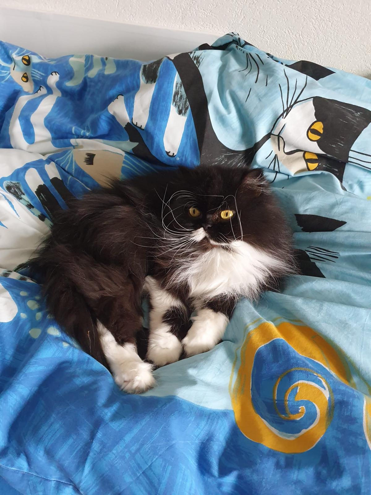 Dali