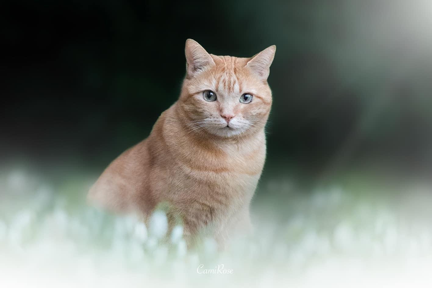 Ginger