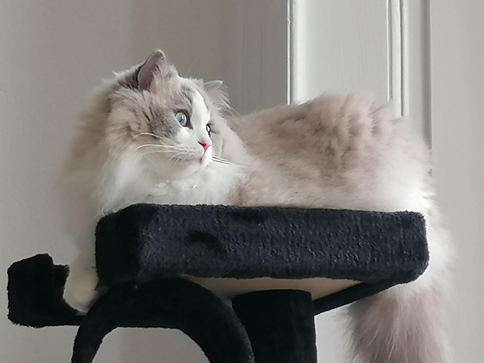 William